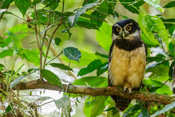 Burung Hantu Berkacamata Hutan Dekat Kota Guapiles Kosta Rika Stok Gambar Bebas Royalti