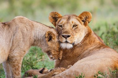 Kenya 'daki Masai Mara oyun parkında dişi aslan ve yavru sevgilerini gösteriyor.