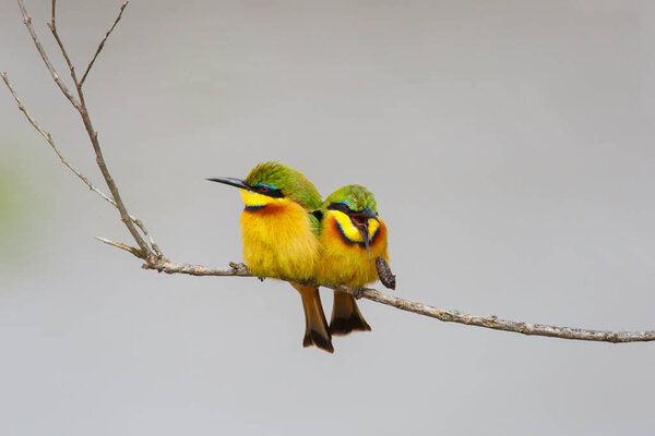 Little bee eater on a branch above the Mara river bank spitting out a pellet in the Masai Mara Game Reserve in Kenya