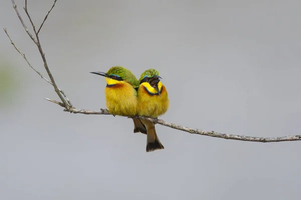 Little Bee Eater Branch Mara River Bank Spitting Out Pellet — Stock Photo, Image