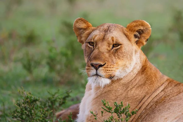 Portrait Lion Dans Réserve Chasse Masai Mara Kenya — Photo