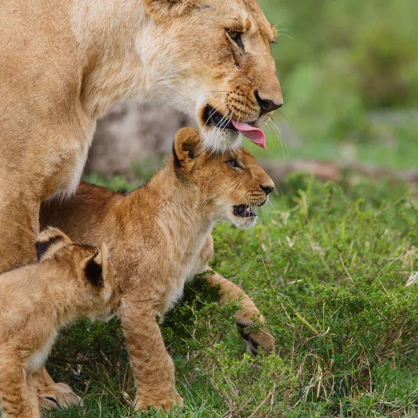 lion female and cub showing affection  in the Masai Mara Game Reserve in Kenya