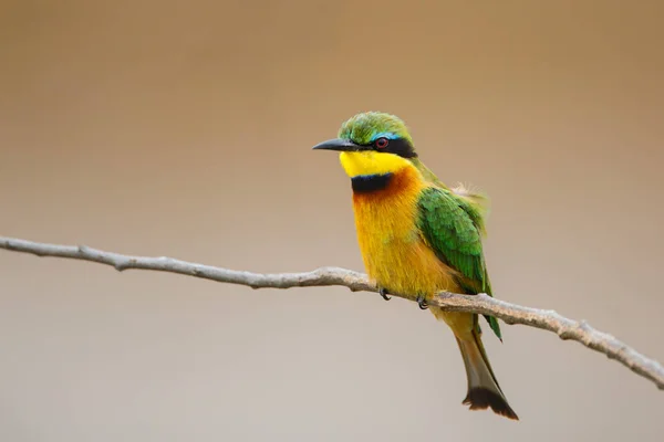 Comedor Abelhas Uma Sucursal Acima Margem Rio Mara Masai Mara — Fotografia de Stock