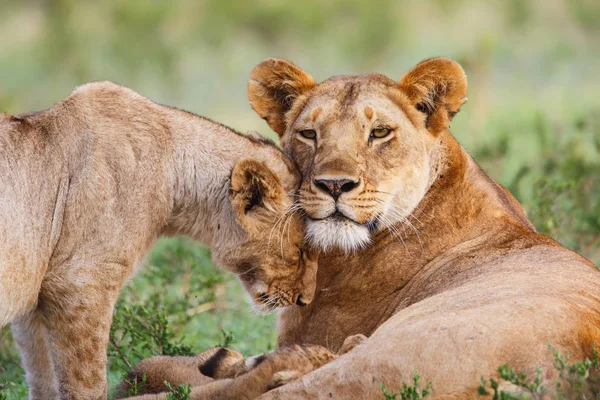 Singa Betina Dan Anaknya Menunjukkan Kasih Sayang Masai Mara Game — Stok Foto