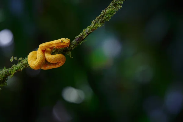 Víbora Pestañas Morfo Amarillo Con Fondo Oscuro Espacio Para Copiar —  Fotos de Stock