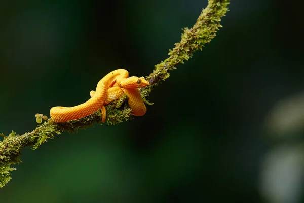 哥斯达黎加Sarapiqui附近的眼睫蛇坑毒蛇 黑色背景的黄色斑纹 复制空间 — 图库照片