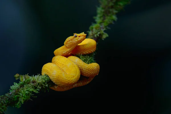 Vipera Ciglia Fossa Giallo Morph Con Uno Sfondo Scuro Copiare — Foto Stock