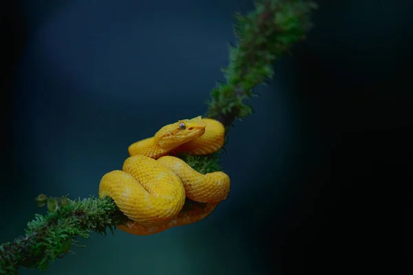 Víbora Pestañas Morfo Amarillo Con Fondo Oscuro Espacio Para Copiar —  Fotos de Stock