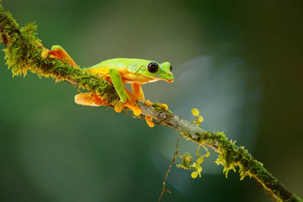 Glijdende Boomkikker Agalychnis Spurrelli Zittend Een Tak Bij Sarapiqui Costa — Stockfoto