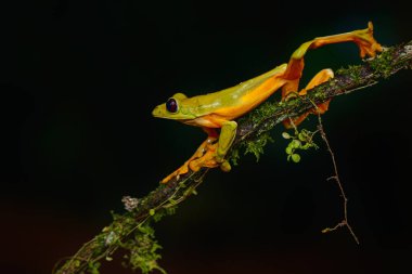 Kosta Rika 'da Sarapiqui yakınlarında bir dalda oturan süzülen ağaç kurbağası (Agalychnis spurrelli).