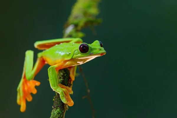 Βάτραχος Των Δέντρων Agalychnis Spurrelli Που Κάθεται Ένα Υποκατάστημα Κοντά — Φωτογραφία Αρχείου