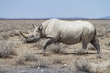 Siyah gergedan Namibya 'daki Etosha Ulusal Parkı' nda yürüyor