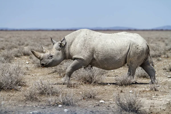 Seekor Badak Hitam Berjalan Taman Nasional Etosha Namibia — Stok Foto