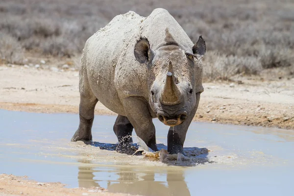 Zwarte Neushoorn Met Een Mooie Reflectie Het Water Regen Etosha — Stockfoto