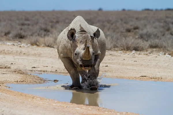 Zwarte Neushoorn Met Een Mooie Reflectie Het Water Regen Etosha — Stockfoto