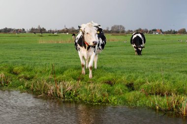Hollanda, Kuzey Hollanda 'daki küçük bir köy olan Koruyucu' da güzel sonbahar havası olan çayırlarda inekler.