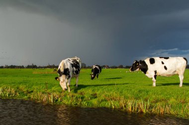 Hollanda, Kuzey Hollanda 'daki küçük bir köy olan Koruyucu' da güzel sonbahar havası olan çayırlarda inekler.