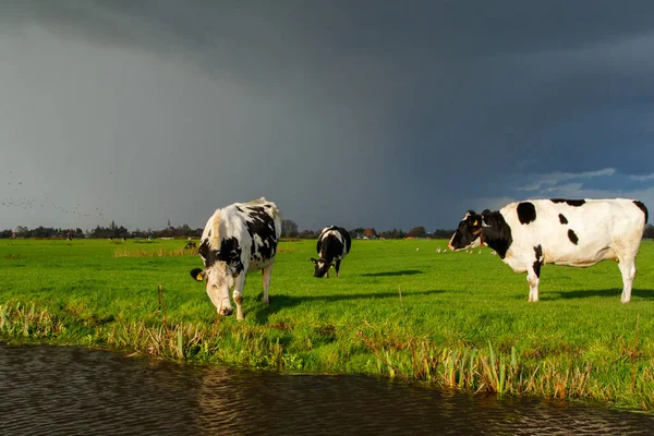 Krowy Łące Piękną Jesienną Pogodą Małej Wiosce Warder Holandii Północnej — Zdjęcie stockowe