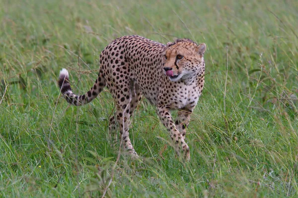 Gepárd Hím Zöld Síkságon Néhány Eső Után Masai Mara Game — Stock Fotó