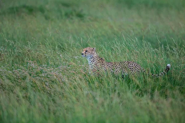 Cheetah Macho Nas Planícies Verdes Depois Algumas Chuvas Masai Mara — Fotografia de Stock