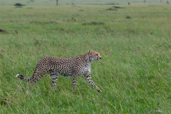 Gepardí Samec Zelených Pláních Dešti Masai Mara Game Reseve Keni — Stock fotografie
