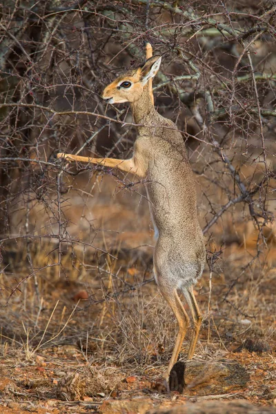 Dik Dik Surching Για Φαγητό Στους Θάμνους Του Εθνικού Πάρκου — Φωτογραφία Αρχείου