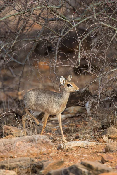 Dik Dik Surching Για Φαγητό Στους Θάμνους Του Εθνικού Πάρκου — Φωτογραφία Αρχείου