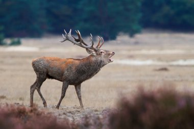 Hollanda'da Milli Park Hoge Veluwe rutting sezonunda kırmızı geyik geyik körükleme