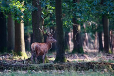 Hollanda 'daki Ulusal Park' taki ormanda kızıl geyik geyiği Hoge Veluwe