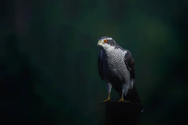 Nördlicher Habicht Erwachsen Licht Das Durch Die Bäume Auf Seinem — Stockfoto