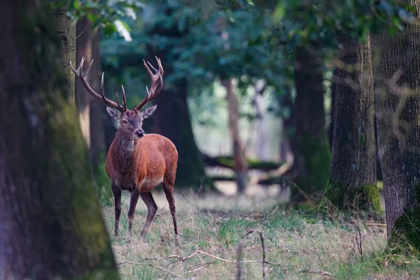 Hollanda 'daki Ulusal Park' taki ormanda kızıl geyik geyiği Hoge Veluwe