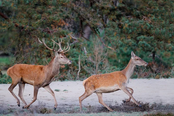 Rothirsch Läuft Junger Hirsch Versucht Sein Glück Mit Einem Weibchen — Stockfoto