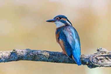 Hollanda 'daki Almere yakınlarındaki Lepelaarsplassen' de ortak bir dalda Kingfisher.