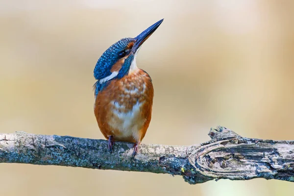 Common Kingfisher Filial Lepelaarsplassen Nära Almere Nederländerna — Stockfoto