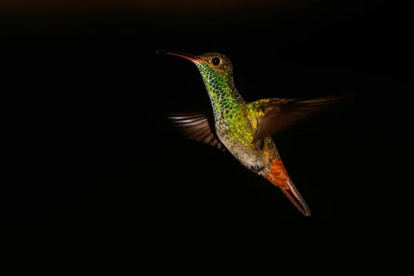 Rufous Tailed Hummingbird Flying Black Background Costa Rica Copy Space — Stock Photo, Image