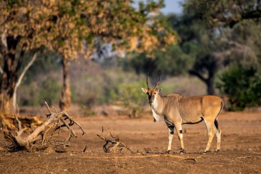 Common eland bull  in Mana Pools National Park in Zimbabwe clipart