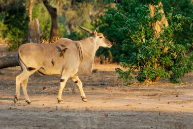 Common eland bull with red-billed oxpecker in Mana Pools National Park in Zimbabwe clipart