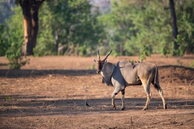 Zimbabwe 'deki Mana Havuzları Ulusal Parkı' nda kırmızı gagalı öküzçeli sıradan bir antilop.