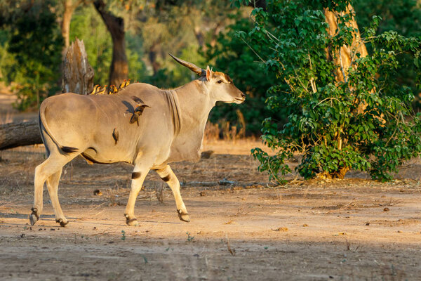 Common eland bull with red-billed oxpecker in Mana Pools National Park in Zimbabwe