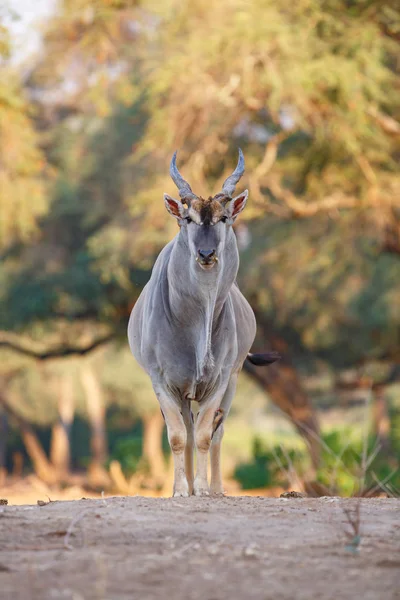 Bull Elande Comum Com Pica Nozes Bico Vermelho Parque Nacional — Fotografia de Stock