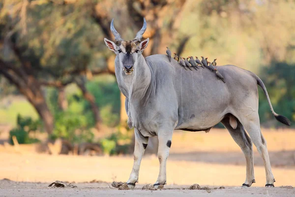 Common Eland Bull Dengan Oxpecker Billed Merah Mana Pools National — Stok Foto