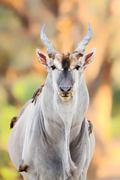 Bull Elande Comum Com Pica Nozes Bico Vermelho Parque Nacional — Fotografia de Stock