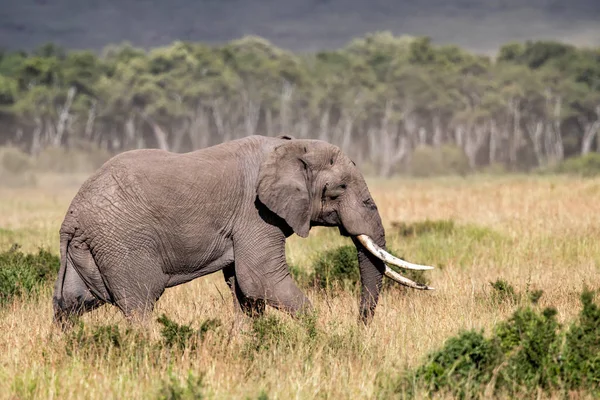 Elefánt Bika Sétál Masai Mara Game Reserve Kenyában — Stock Fotó