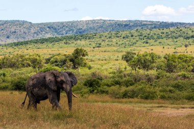 Kenya 'daki Masai Mara oyun parkında yürüyen fil boğası.