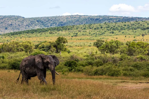 케냐의 이마라 지구에서 코끼리 — 스톡 사진