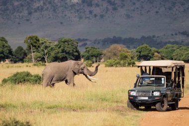 Kenya 'daki Masai Mara oyun parkında arabası olan fil boğası.