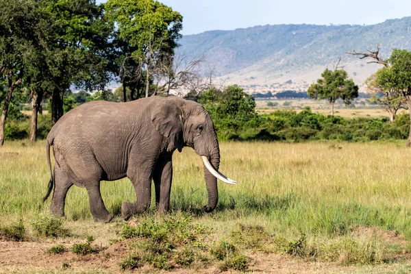 Elefánt Bika Sétál Masai Mara Game Reserve Kenyában — Stock Fotó