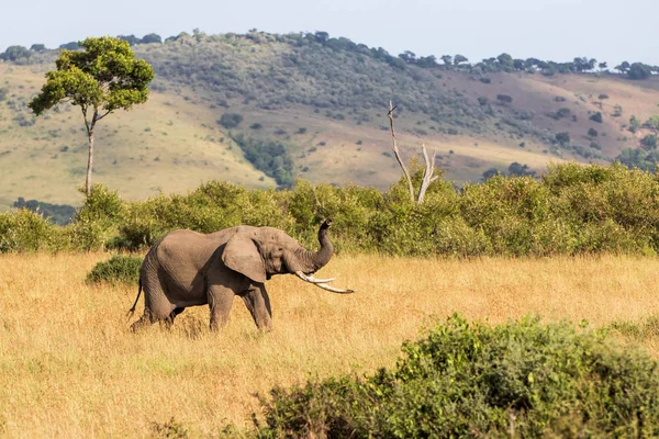 Kenya 'daki Masai Mara oyun parkında yürüyen fil boğası.
