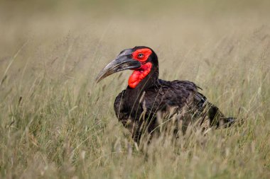 Güney Ground Hornbill Güney Afrika 'daki Kruger Ulusal Parkı' nda çimlerde yürüyor.
