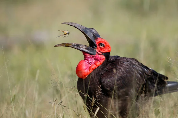 Güney Ground Hornbill Güney Afrika 'daki Kruger Ulusal Parkı' nda çekirge yiyor.
